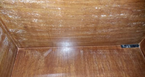 Treatment against wood borers