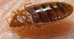 bed bugs treatment
