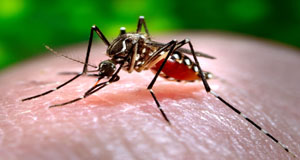 mosquito control