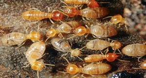 termite control